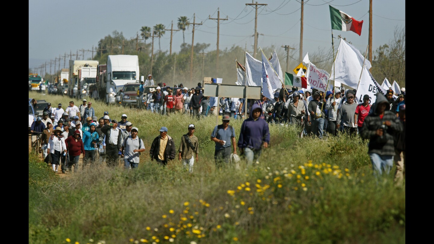 Striking farmworkers in Baja California march by the thousands along the Baja Trans Peninsular Highway near San Quintin, Mexico, in a peaceful but angry show of force after growers refused to meet their demands to boost wages.