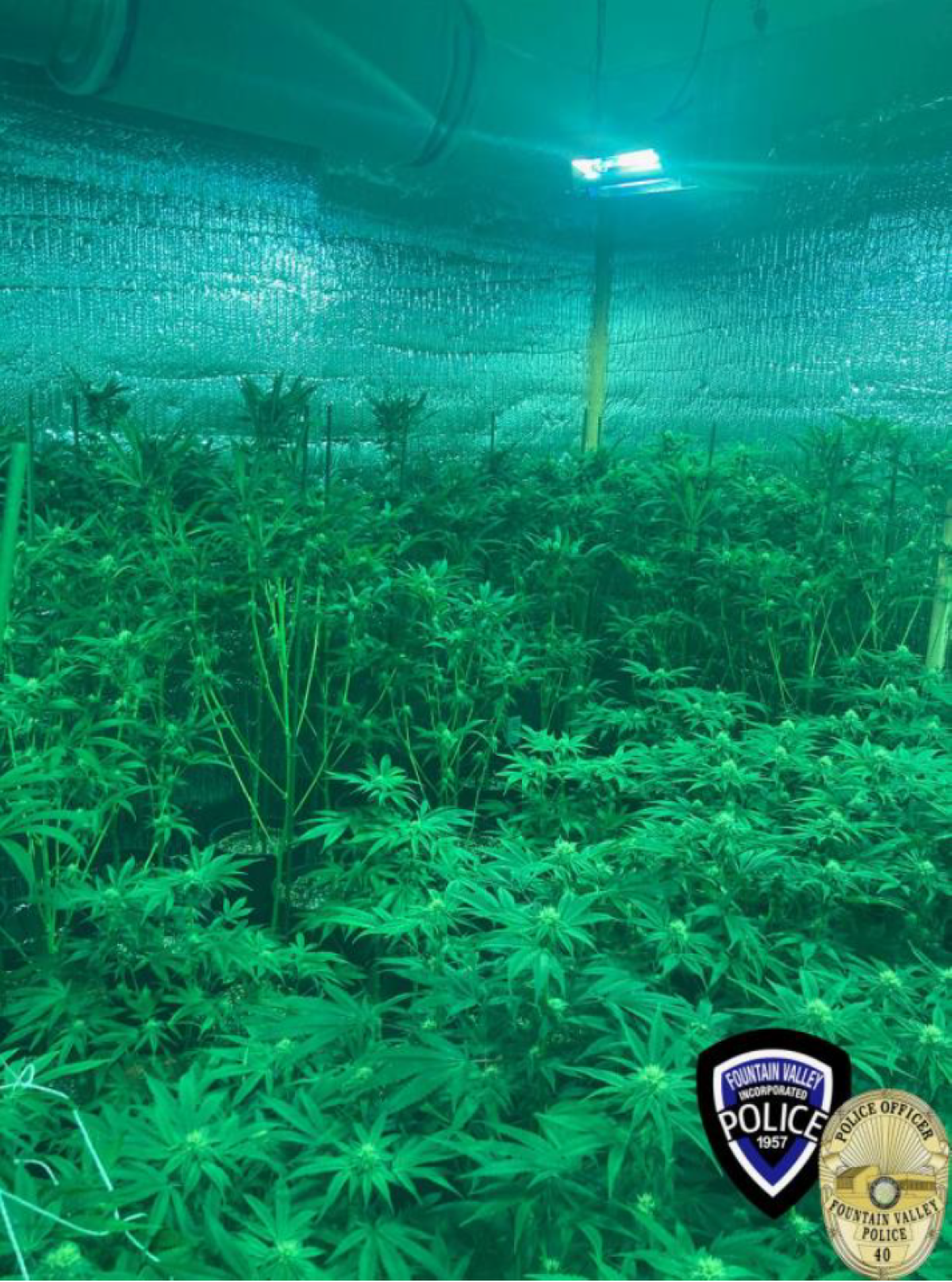 Scene from an illegal marijuana growing operation in Fountain Valley.