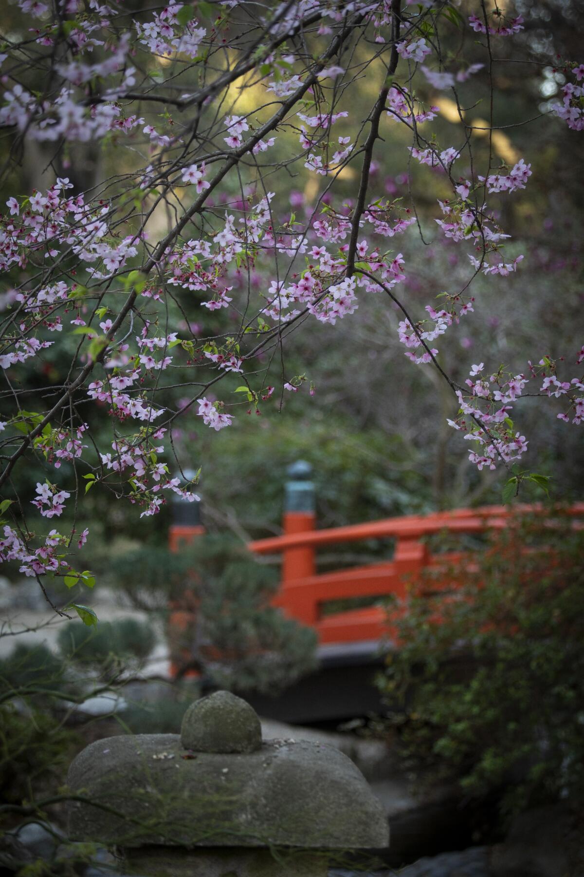 Cherry blossoms just started to open last week at the Japanese Garden at Descanso Gardens in La Cañada-Flintridge, Calif. 