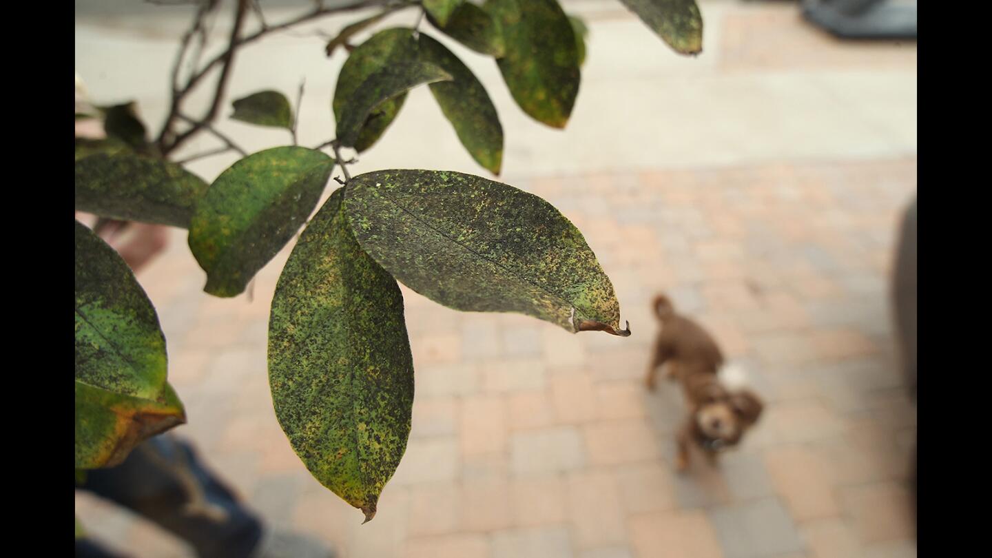 Residents say a black dust residue is blowing downwind from the defunct Ascon landfill is sticking to homes, cars, and plants in Huntington Beach neighborhood of Regatta St and surrounding area.