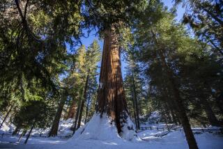 KING CANYON NATIONAL PARK, CA - DECEMBER 19: General Grant Tree is the worlds third largest tree on Sunday, Dec. 19, 2021 in King Canyon National Park, CA. (Francine Orr / Los Angeles Times)