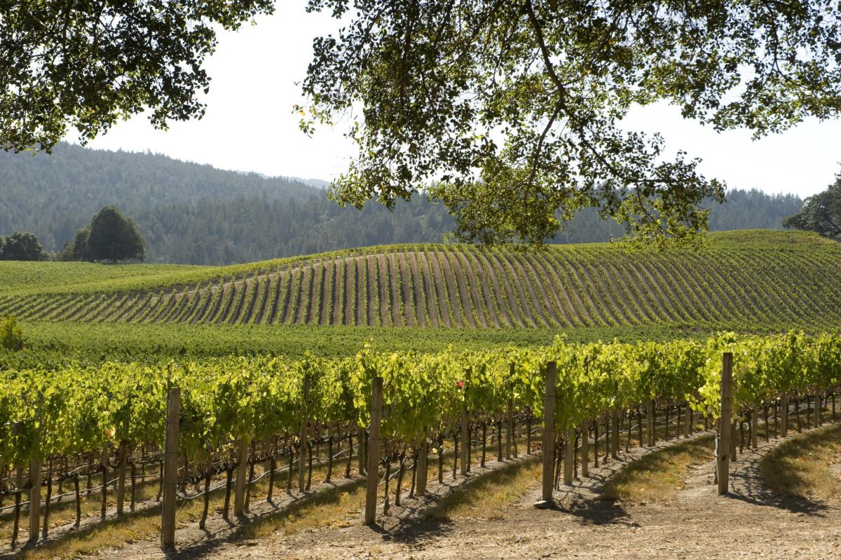 Mendocino County, Navarro Vineyards in Anderson Valley.
