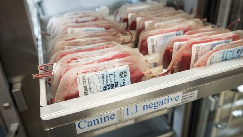 La sangre canina utilizada para el tratamiento de perros se almacena en el Hospital veterinario de UC Davis. La ley estatal prohíbe que el famoso hospital de mascotas brinde sangre a otros hospitales veterinarios (David Butow / para The Times).