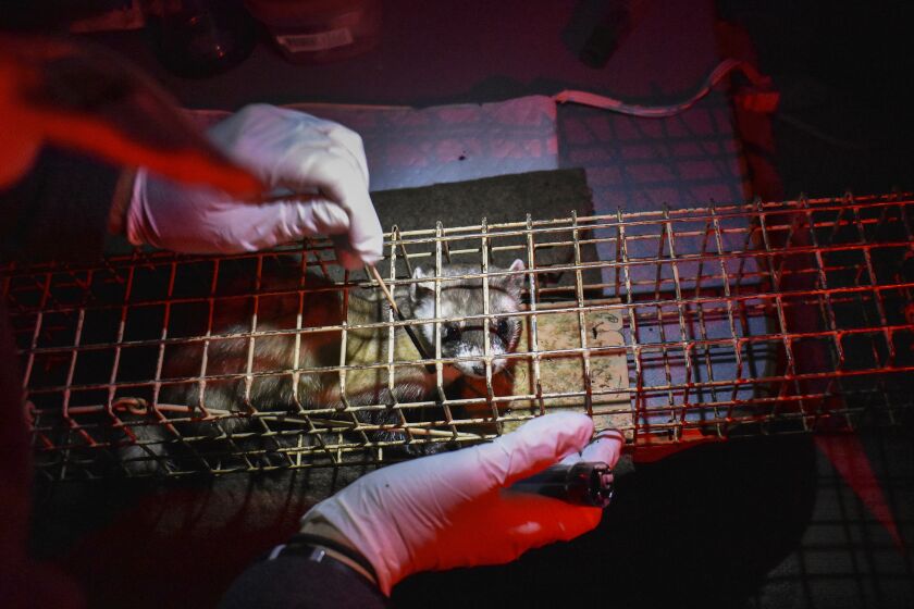 A black-footed ferret is seen in a temporary trap prior to being vaccinated against sylvatic plague, a disease that periodically decimates populations of the highly endangered mammals, at a ferret reintroduction site on the Fort Belknap Indian Reservation, Thusday, Oct. 6, 2022, near Fort Belknap Agency, Mont. (AP Photo/Matthew Brown)