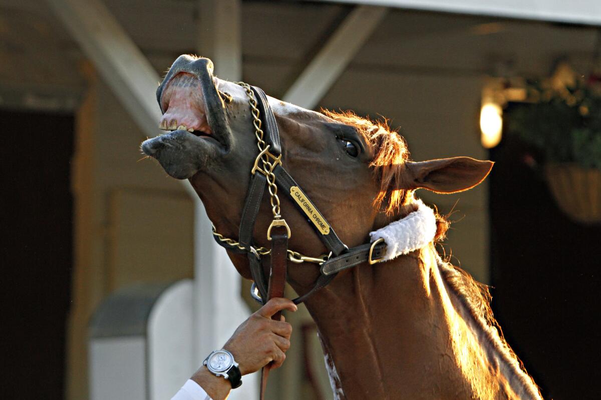 California Chrome reacts as he gets a bath at Churchill Downs in May 7.