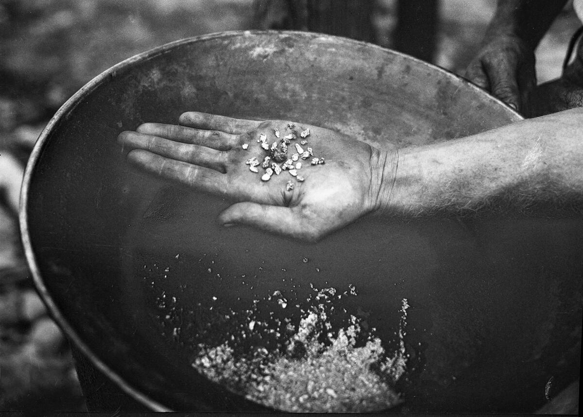 A prospector holds a number of small gold nuggets found in the East Fork of the San Gabriel River. 