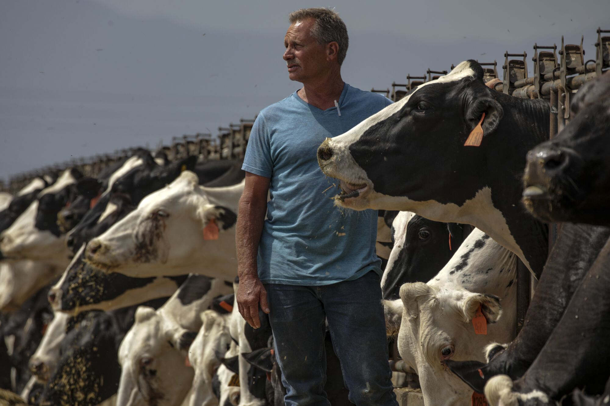 A man stands with his cows.