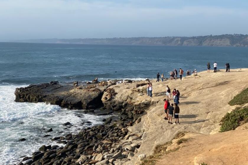 Beachgoers and sea lions at Point La Jolla