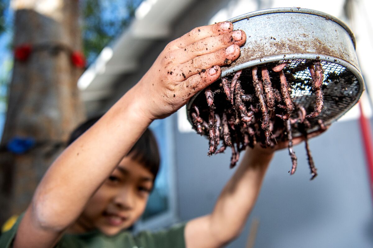 A boy lifts a container of worms.
