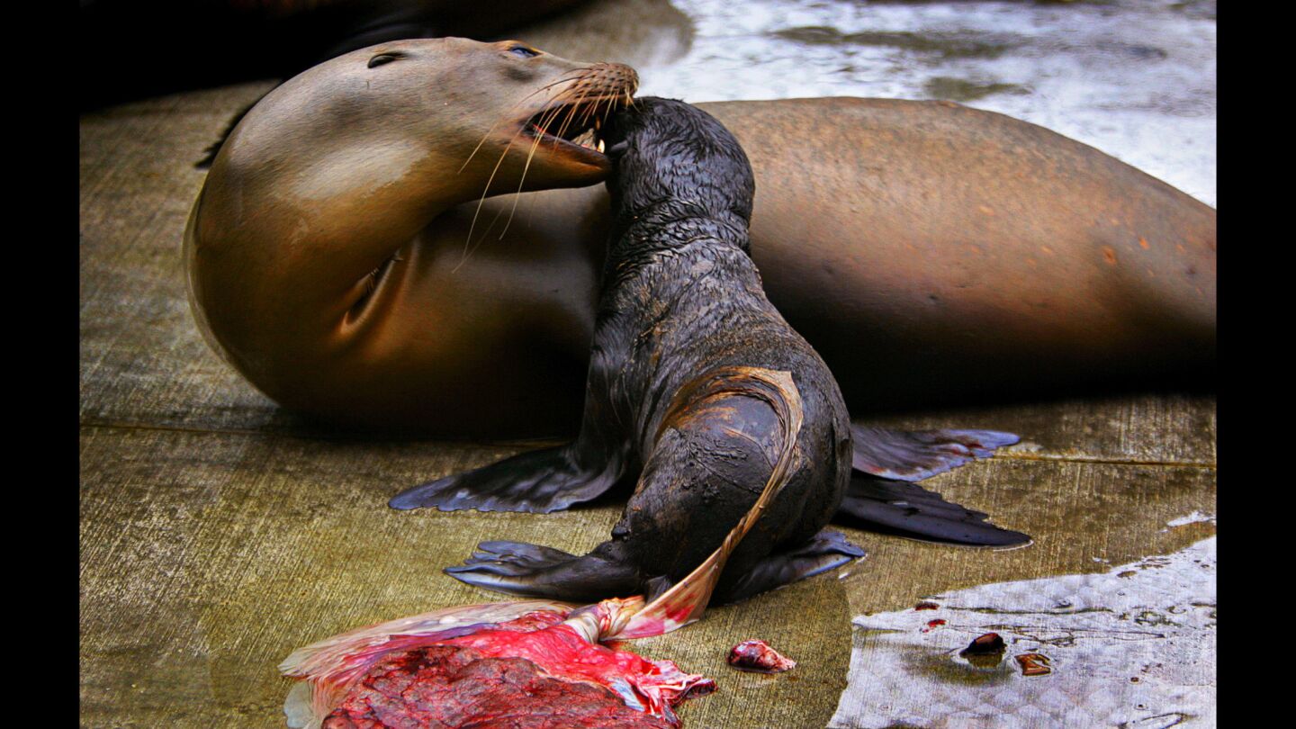 A female California sea lion bites at her calf shortly after giving birth. Veterinarians and animal technicians at rehab centers such as the Marine Mammal Care Center in San Pedro notice that female sea lions suffering from memory-damaging domoic acid usually ignore their pups, and sometimes viciously attack them.