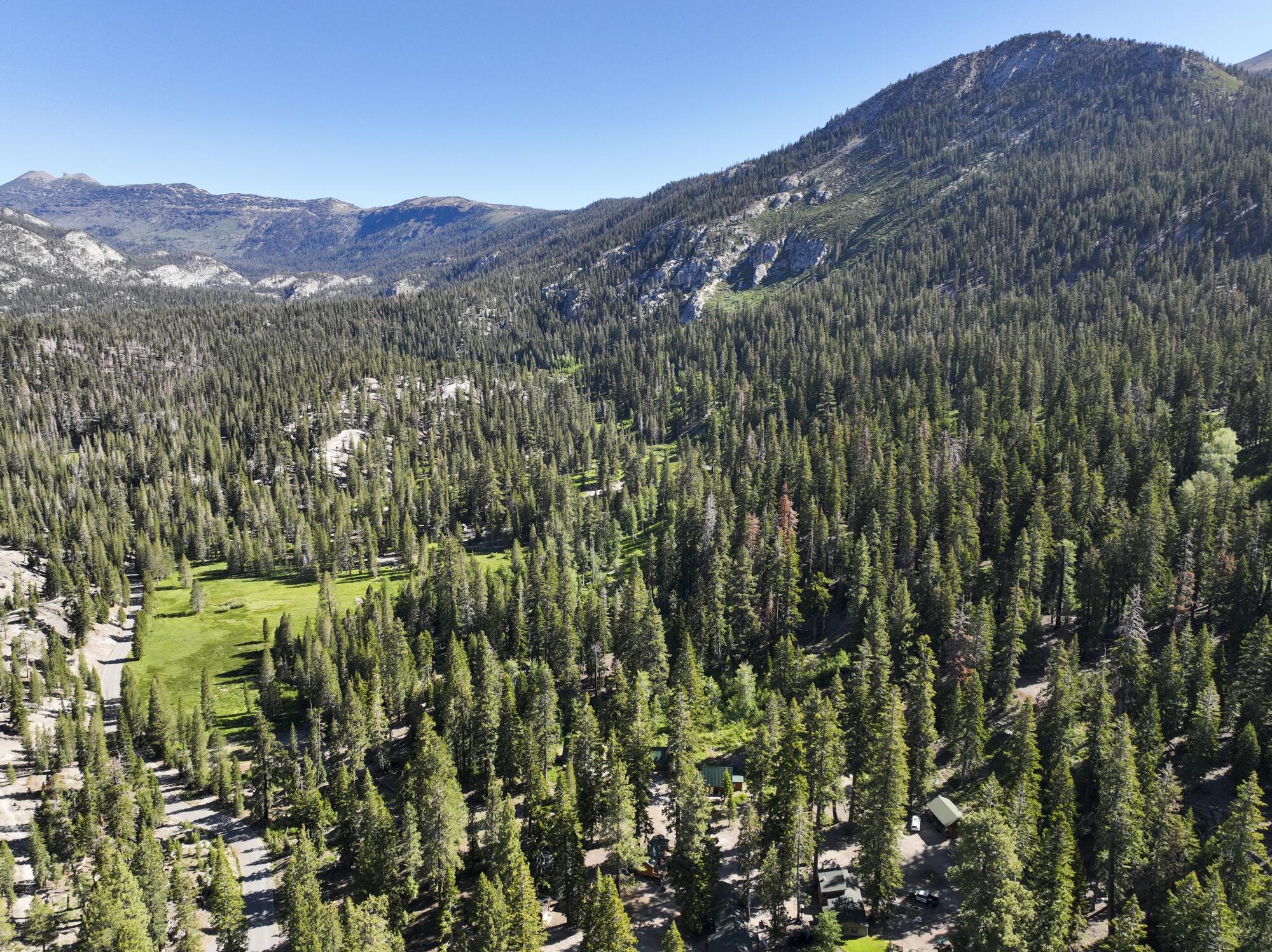 Aerial view of scattered buildings among tall trees.