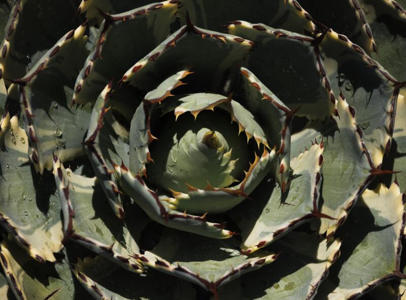 A succulent flourishes at the garden.