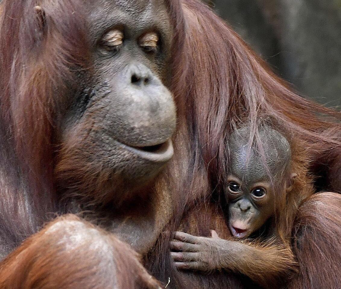 Sophia, a 35-year-old Bornean orangutan, holds her 2-week-old daughter at the Brookfield Zoo in Brookfield, Ill., in this photo provided by the Chicago Zoological Society on Jan. 1, 2017. The unnamed infant was born Dec. 20, 2016.