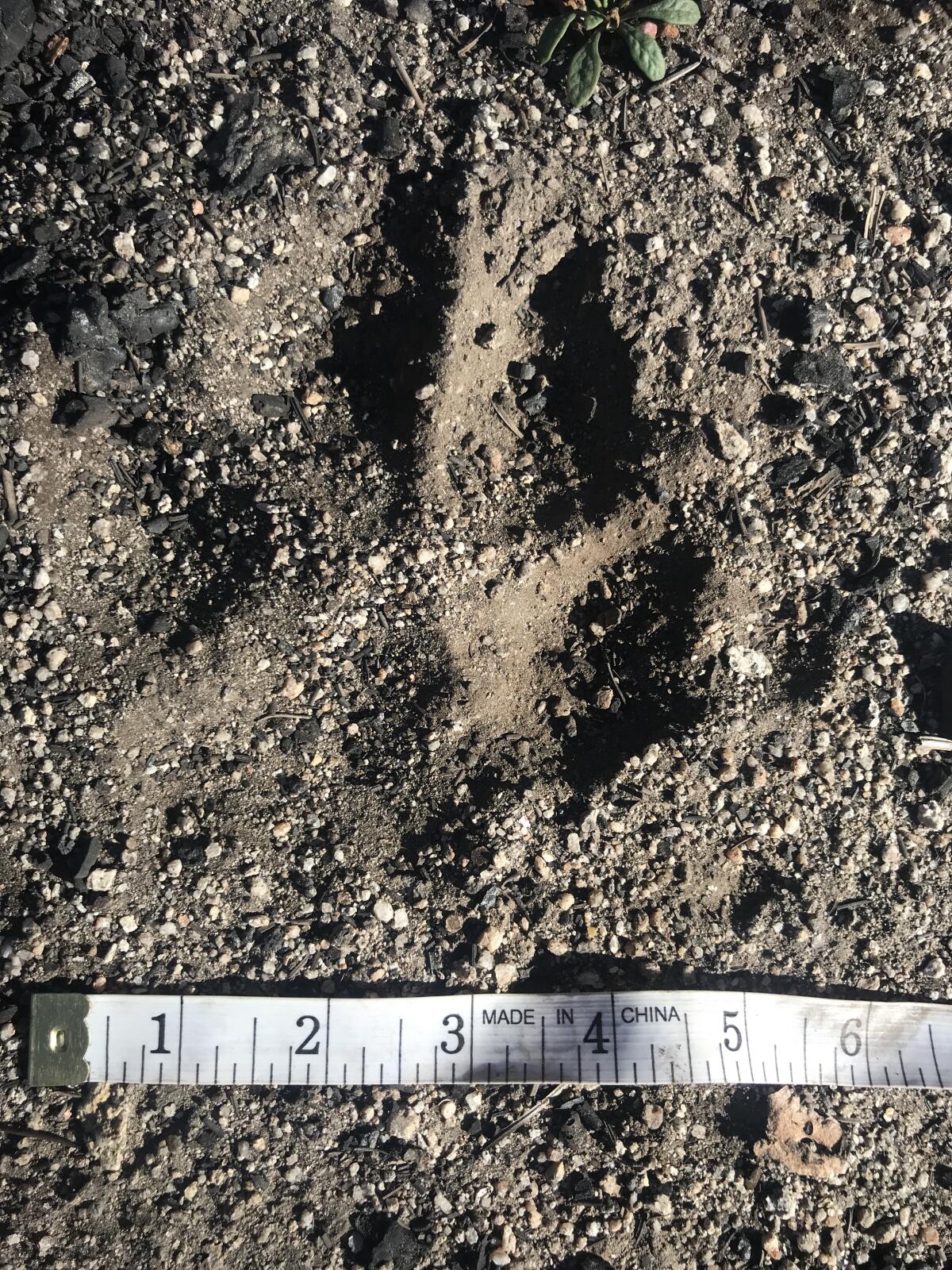 A tape measure shows a wolf paw print is nearly 5 inches wide.