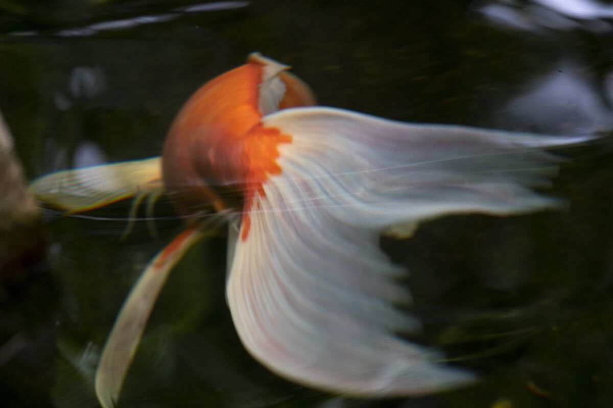 Koi fish in the newly reopened Meditation Gardens at Self-Realization Fellowship on Wednesday in Encinitas.