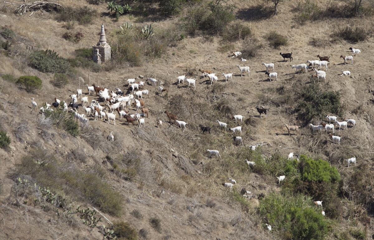 Agotilio Moreno and his border collie "shandu," at left, keep control the heard of goats on a Laguna