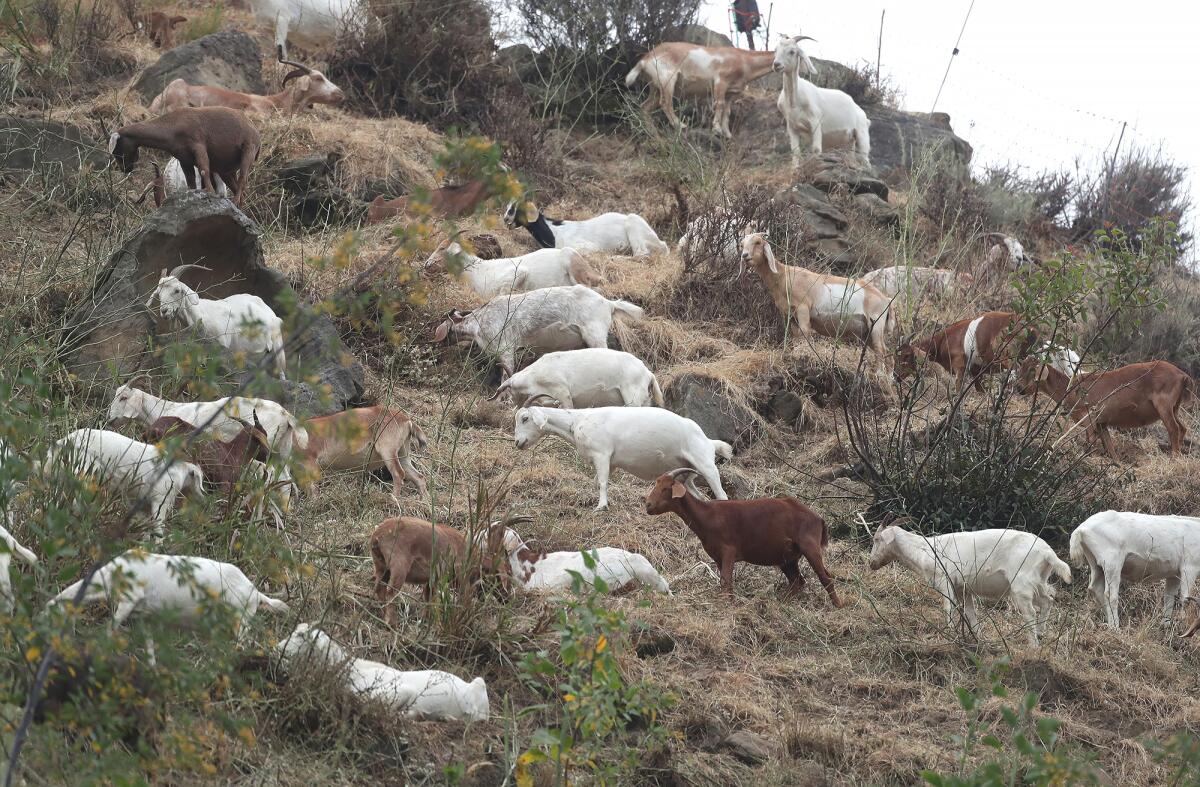 Laguna Beach has implemented a goat grazing program as part of its fire mitigation efforts for nearly three decades.