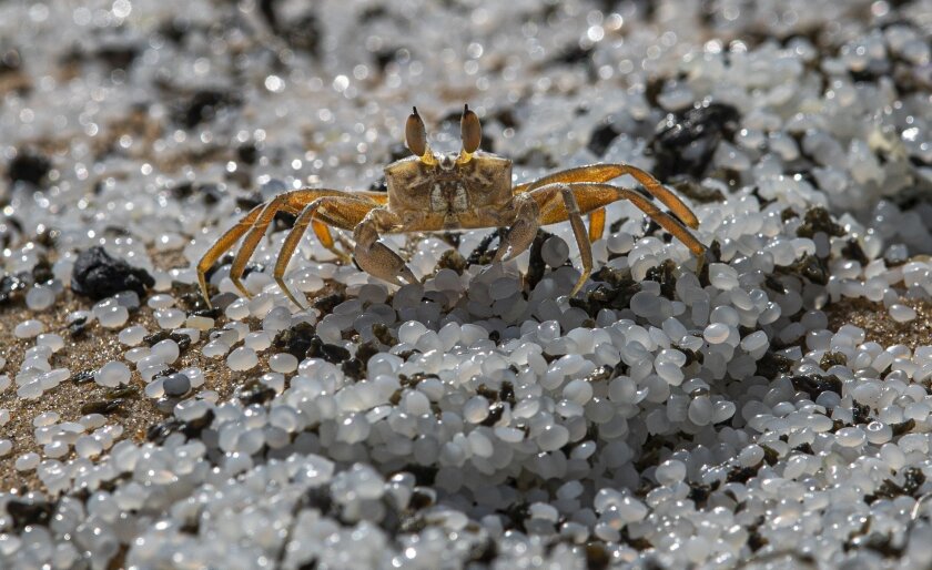 A crab roams on a beach polluted with polythene pellets that washed ashore from burning ship MV X-Press Pearl anchored off Colombo port at Kapungoda, out skirts of Colombo, Sri Lanka, Monday, May 31, 2021. The fire on the Singapore-flagged ship has been burning since May 20, ravaging the ship. Debris from the burning ship that has washed ashore is causing severe pollution on beaches. (AP Photo/Eranga Jayawardena)