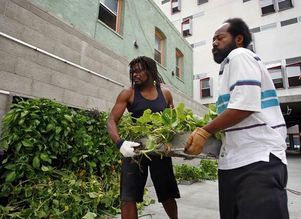 Garden club member and Rainbow Apartments tenants Chris Owens, left, and Lance Shaw help assemble a 104-square-foot, 6-foot-tall edible green wall in downtown Los Angeles. The garden wall was part of Urban Farmings Food Chain project, in which four edible walls are being planted downtown this week. Other locations include the Miguel Contreras Learning Center and the Weingart Center.