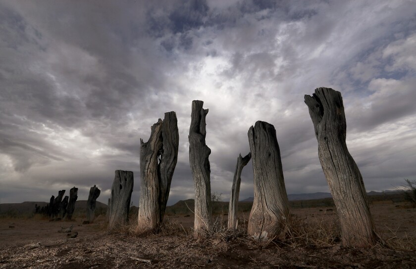Tree stumps stick out of the parched earth.