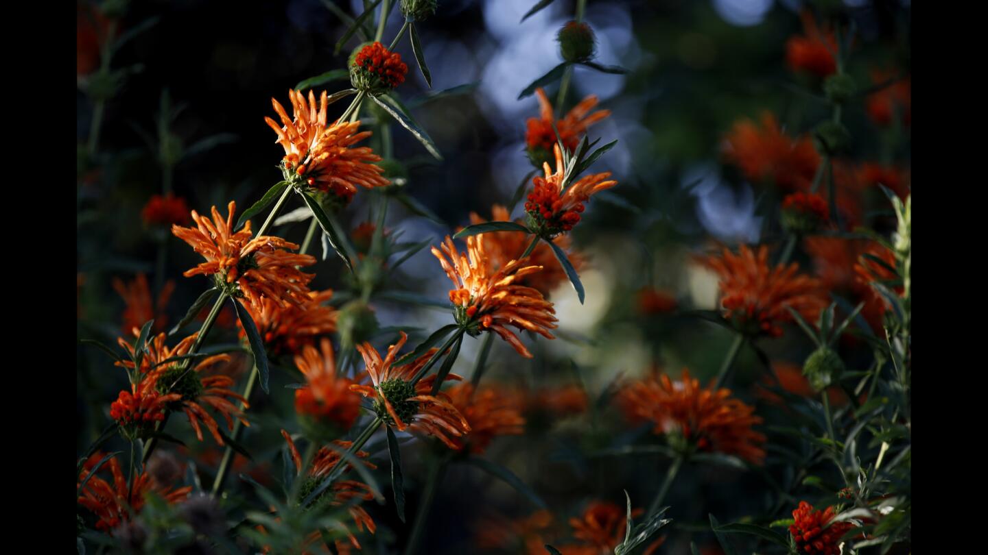 Peggy Casey's Altadena garden