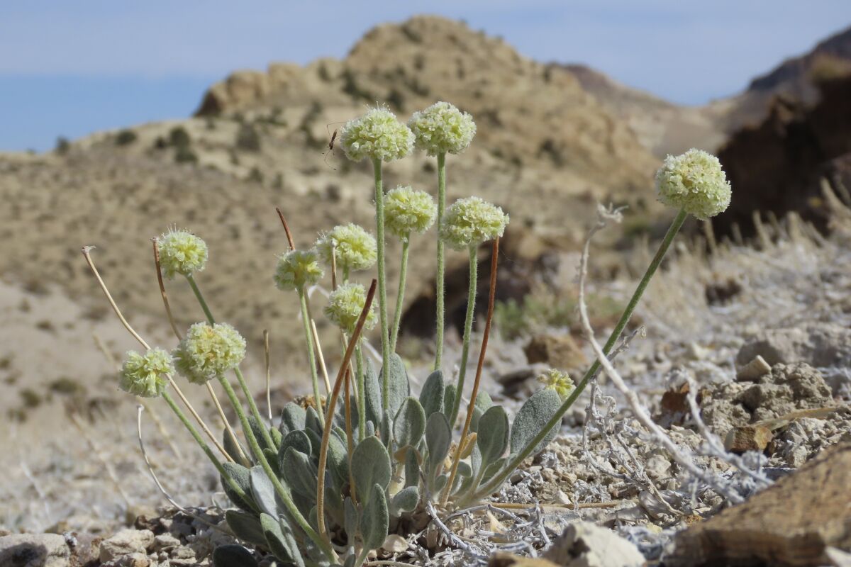 Tiehm's buckwheat in the Nevada desert