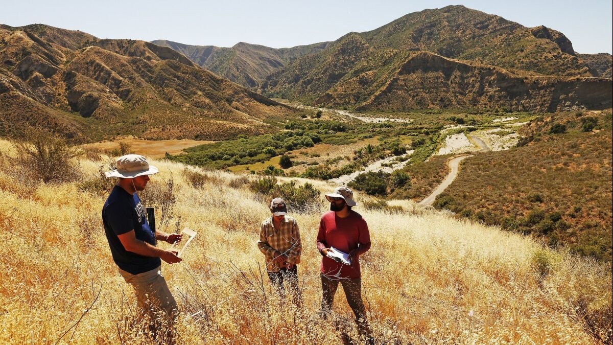 UC researchers Shane Dewees, left, Stephanie Ma and Sameer Saroa check a restoration site near Lake Piru in Los Padres National Forest. Most of the native shrub seedlings they planted did not survive.