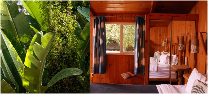 Two photos: plants on the grounds at the Capri Hotel and a bed in a wood-paneled bedroom