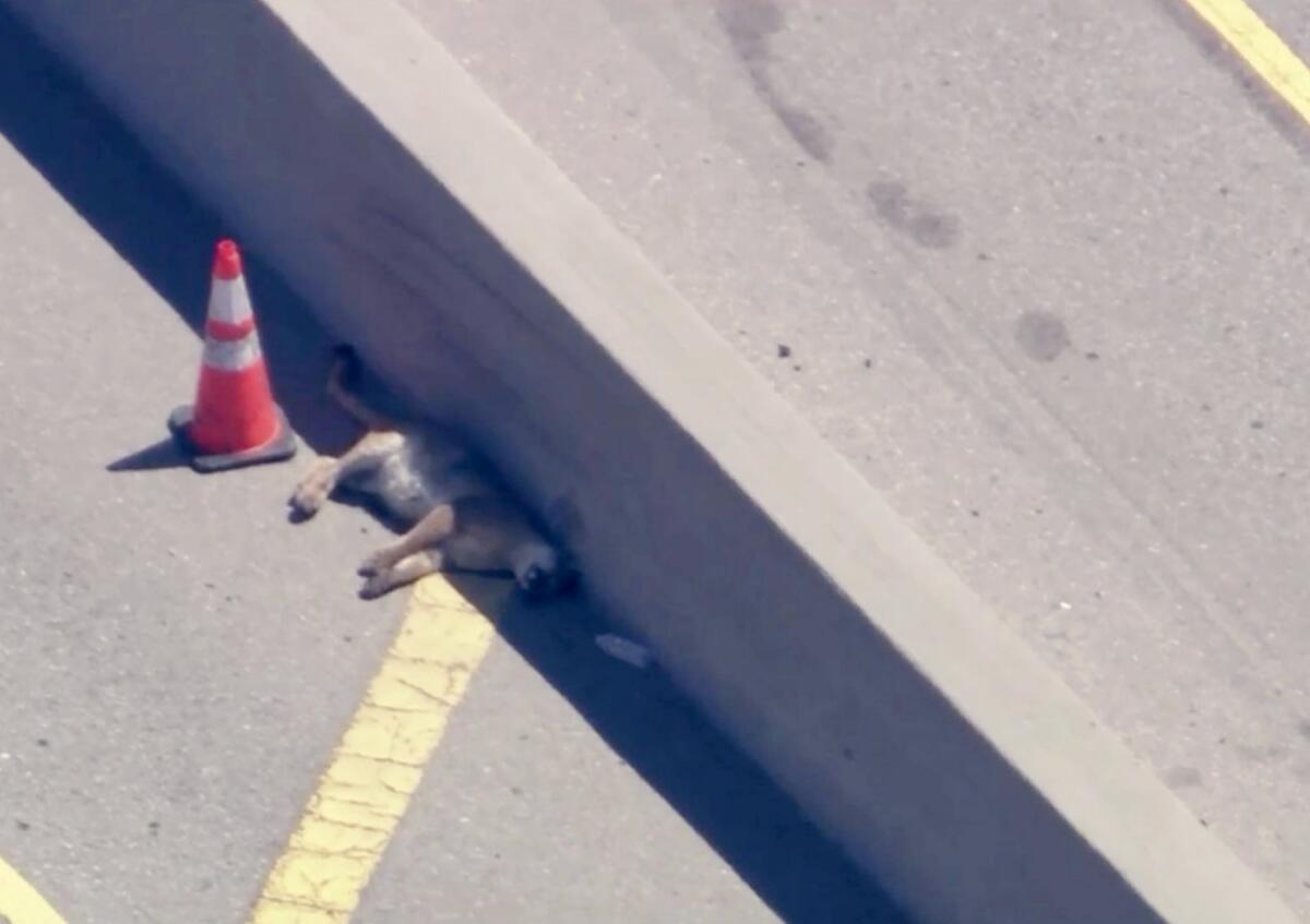 A dead mountain lion on the 405 Freeway