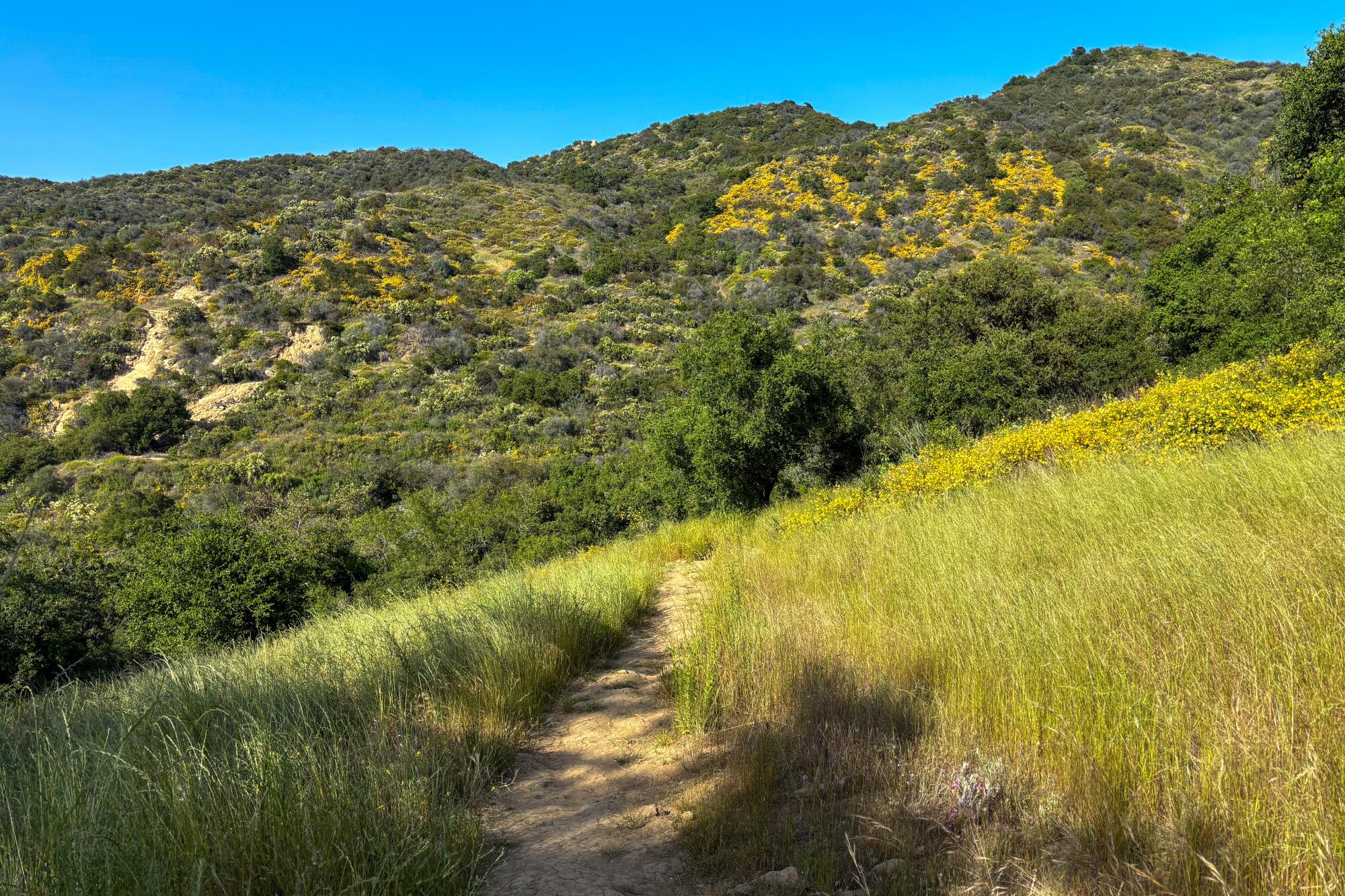 A narrow dirt path surrounded by grasses and wildflowers with a hillside dappled with monkey flower in the distance
