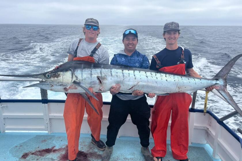 Braden Boone, left, Matthew Hartman, center, and Carter Voorhis hold up a 172-pound striped marlin caught aboard the Patriot sportfishing boat on Tuesday.