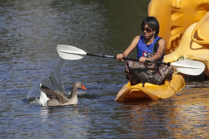 South El Monte, CA - March 19: A goose gives company Daniel Menendez as he pulls paddle boats at Whittier Narrows Park on a sunny Saturday morning, March 19, 2022 in South El Monte, CA. (Irfan Khan / Los Angeles Times)