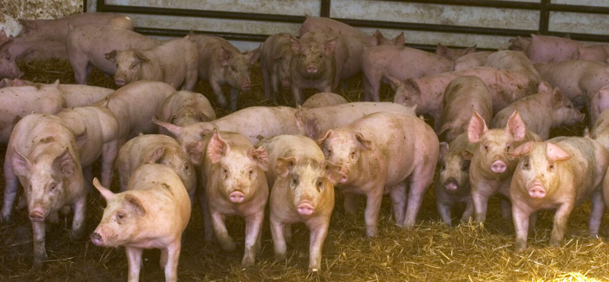 Yorkshire-Duroc mixed-breed hogs on a farm