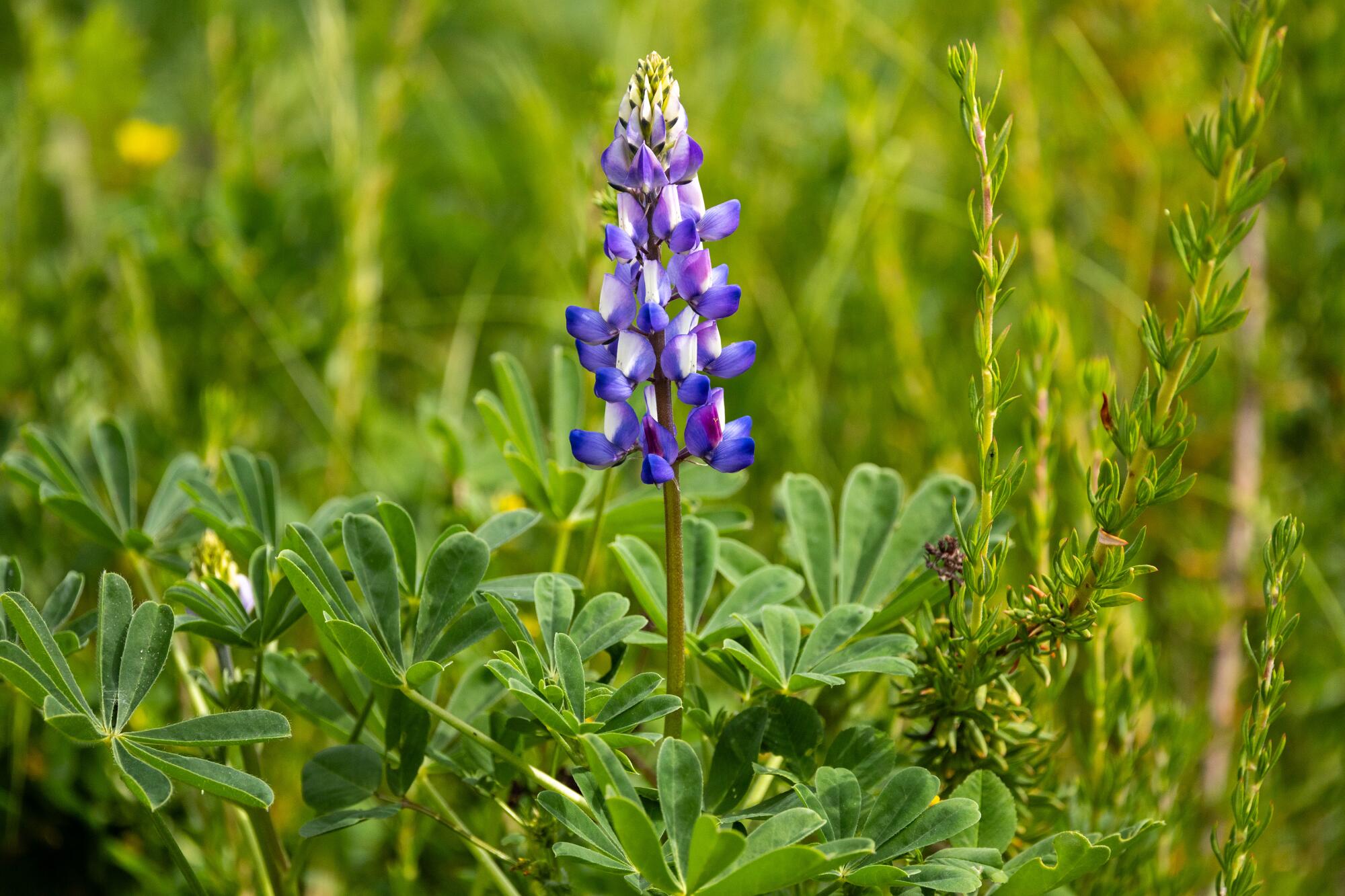 A purple arroyo lupine blooms at Rio de Los Angeles State Park.