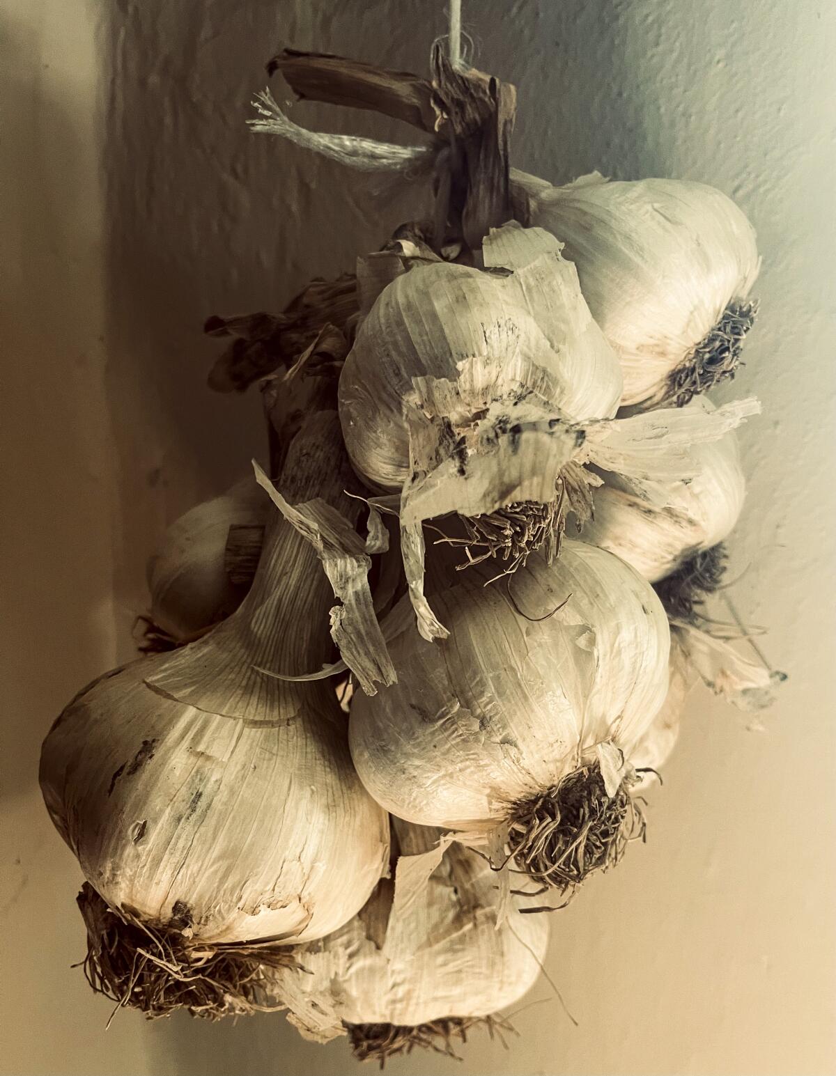 Closeup of bulbs of garlic.