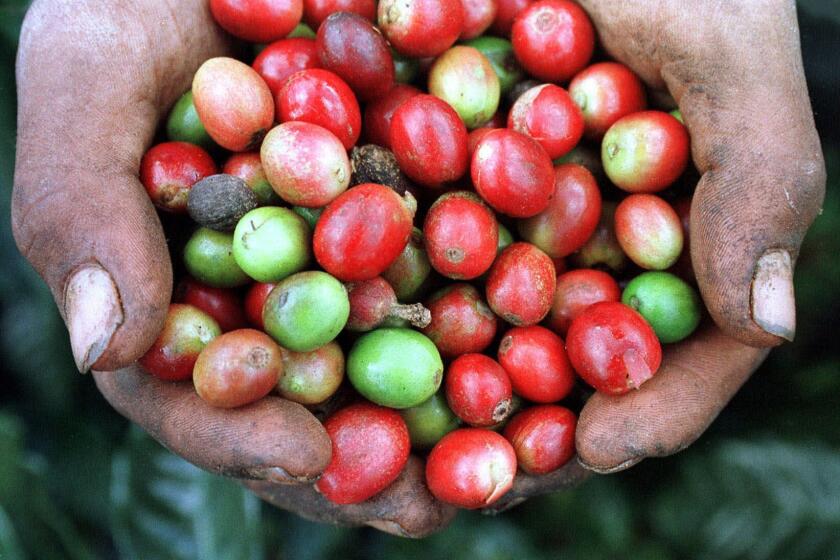 Coffee picker Francisco Mejia holds a handful of coffee beans at a plantation in La Libertad, Honduras, on Tuesday, Feb. 9, 1999. Honduran coffee growers have been victims of two disasters. The first was Hurricane Mitch, which turned plantations into ferocious rivers. The second was the rapid drop in international coffee prices in recent months, caused by oversupply and the economic turmoil in Brazil, the world's leading producer. (AP Photo/Victor R. Caivano)