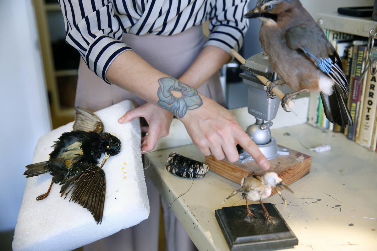 Allis Markham of Prey Taxidermy explains the process of bird taxidermy in her Los Angeles office.