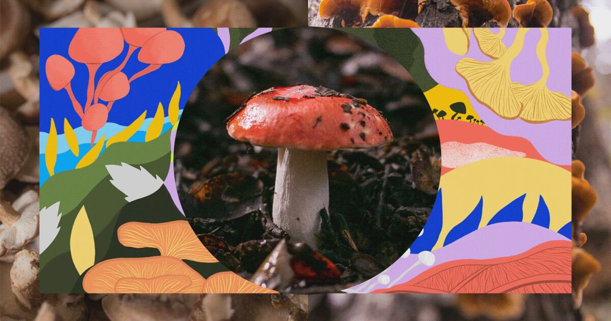 Mushrooms are everywhere. Here's how to forage, eat and grow the mighty fungi in L.A.