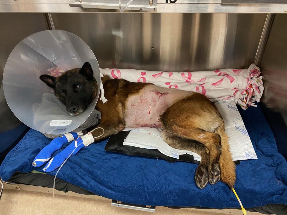 Titan, a San Diego police dog, received more than 100 stitches after he was stabbed in the Midway District. 