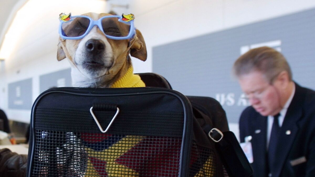 Why emotional support animals have flying privileges that a mere pet does  not - Los Angeles Times