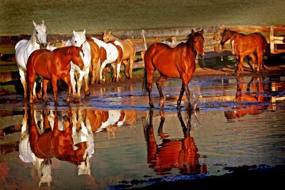 Hunewill Guest Ranch in Bridgeport, California