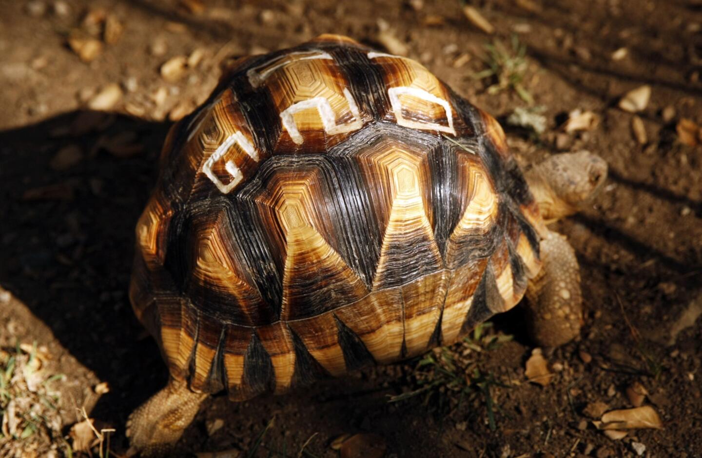 Tortoise