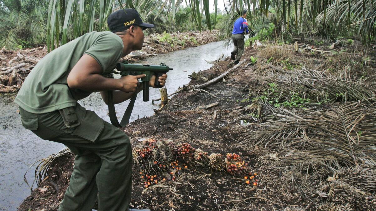 In this 2009 file photo, forest rangers sweep an area after a Sumatran tiger was spotted during their search for a tiger that was believed to have killed three men at a palm oil plantation in Sumatra, Indonesia.