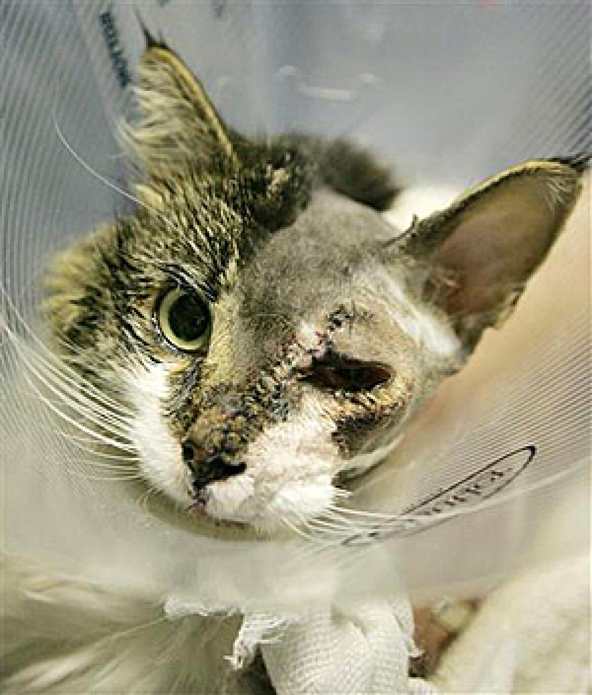 Edgar, a 4-year-old long-haired female cat, is seen with stitches running the length of her face while resting with an Elizabethan collar around her neck following surgery at the Angel Animal Medical Center, in Boston, Tuesday, Dec. 9, 2008. Veterinarians completed an unusual surgery to reattach the face of the cat that was slashed by a car's fan belt while she apparently tried to stay warm under the hood.