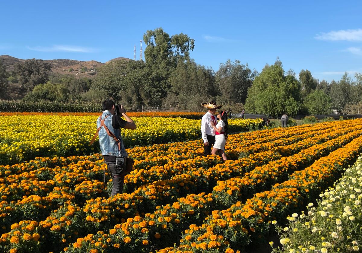 Una pareja se toma fotografías en Campo Cempasúchil Tijuana.