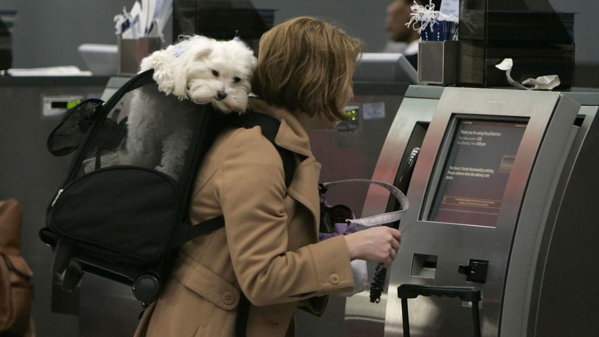 A passenger checks in for her flight with her dog in tow at O'Hare International Airport in 2005. A survey of nearly 5,000 flight attendants found that most flight attendants have seen disruptions caused by animals.