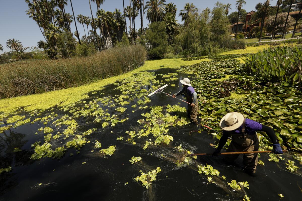 Workers in Echo Park Lake.