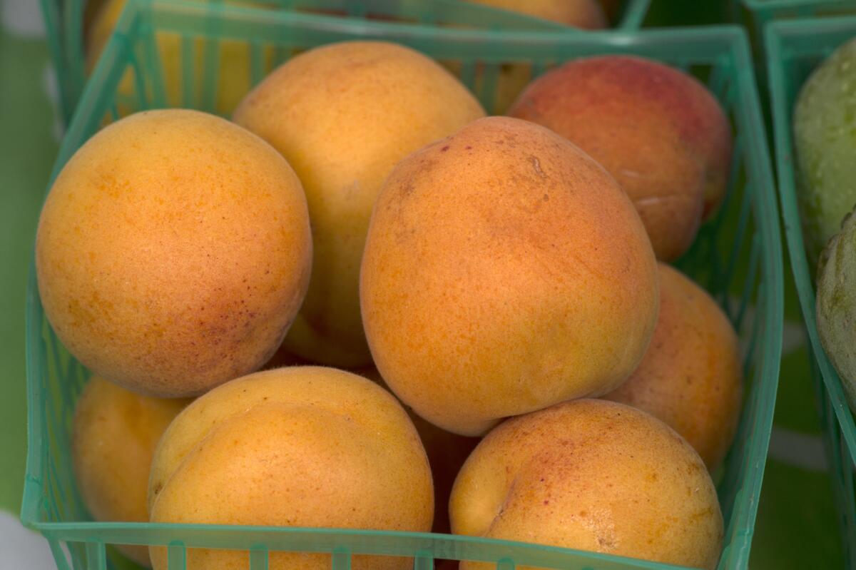 Apricots are in season, ready for eating as-is.