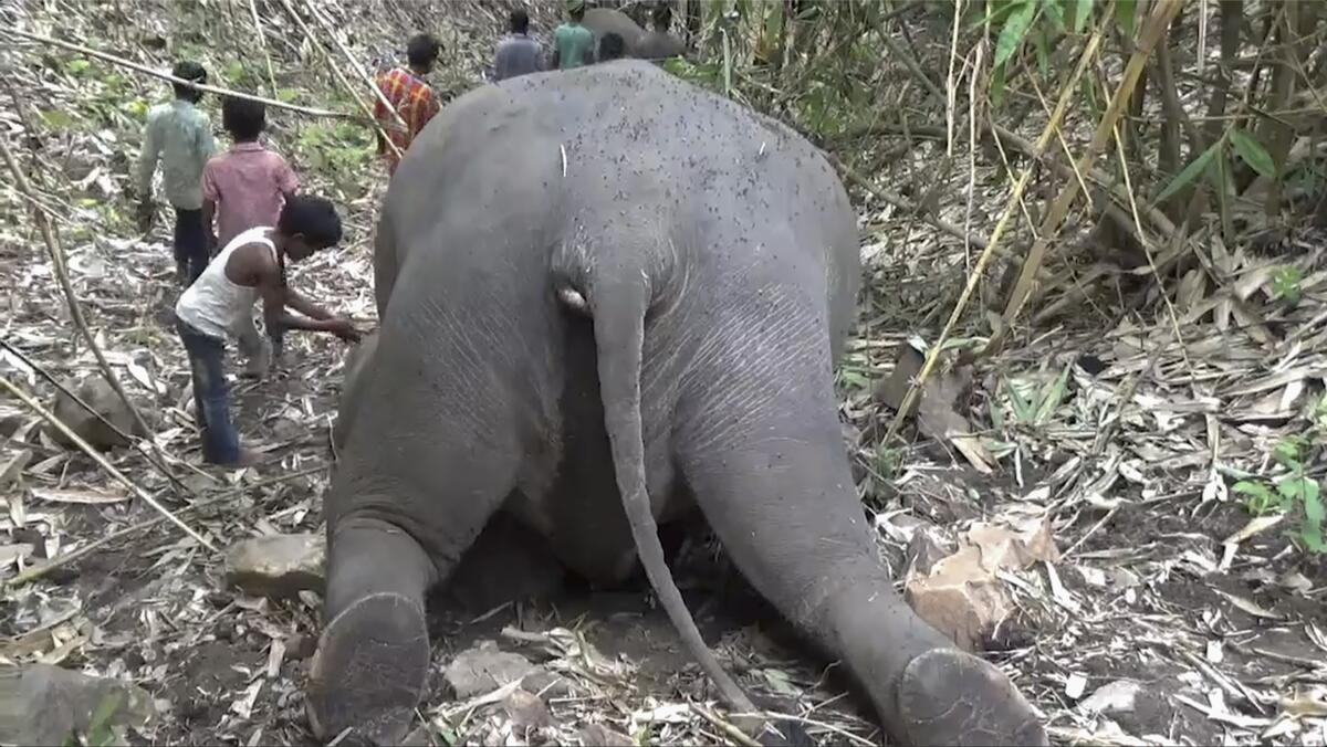 A boy reaches respectfully for the body of a fallen elephant.