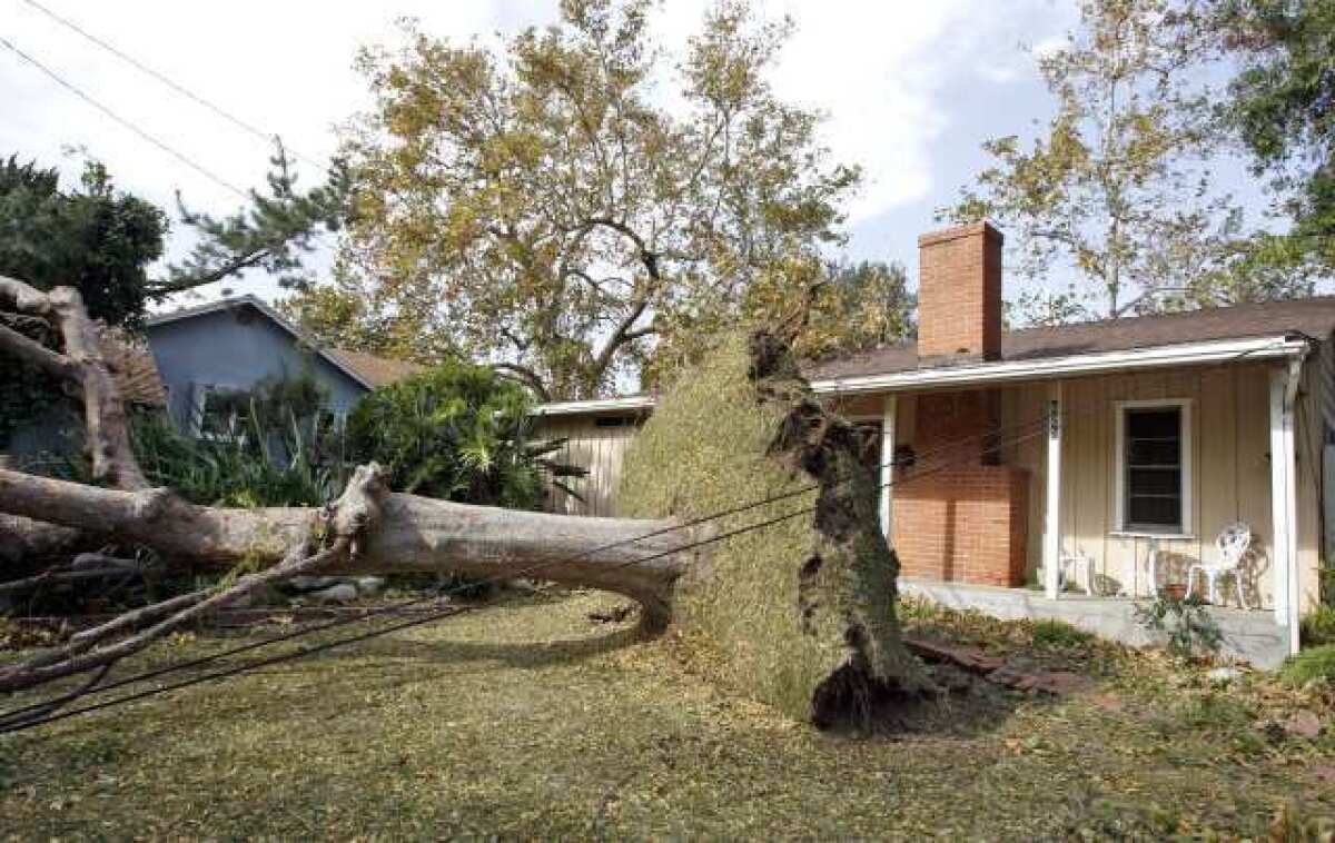A tree in La Canada Flintridge was toppled by the powerful windstorm that hit the region on Nov. 30, 2011.
